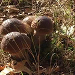 Mazury - Komfortowy Dom Z Wlasna Plaza I Pomostem Kolonia (Szczytno)